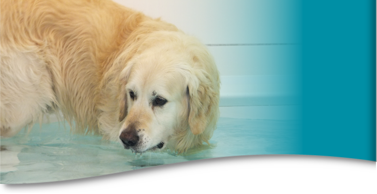 Hundekrankengymnastik und Schwimmtherapie für Hunde