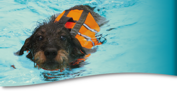 Hundeschwimmen - Hundeschwimmbad - Schwimmtherapie für Hunde bei Frankfurt, Rhein-Main in Oberursel nahe Bad Homburg
