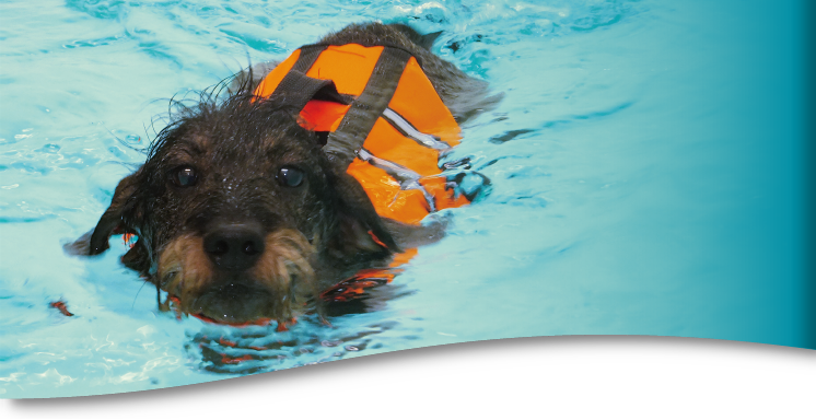 Hundeschwimmen - Hundeschwimmbad - Schwimmtherapie für Hunde bei Frankfurt, Rhein-Main in Oberursel nahe Bad Homburg Hundeschwimmen - Hundeschwimmbad - Schwimmtherapie für Hunde bei Frankfurt, Rhein-Main in Oberursel nahe Bad Homburg