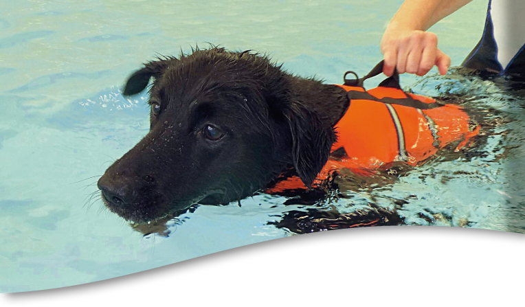 Hundephysiotherapie Hundekrankengymnastik - Oberursel bei Bad Homburg, Taunus. Rhein-Main-Gebiet Frankfurt Hundephysiotherapie Hundekrankengymnastik - Oberursel bei Bad Homburg, Taunus. Rhein-Main-Gebiet Frankfurt